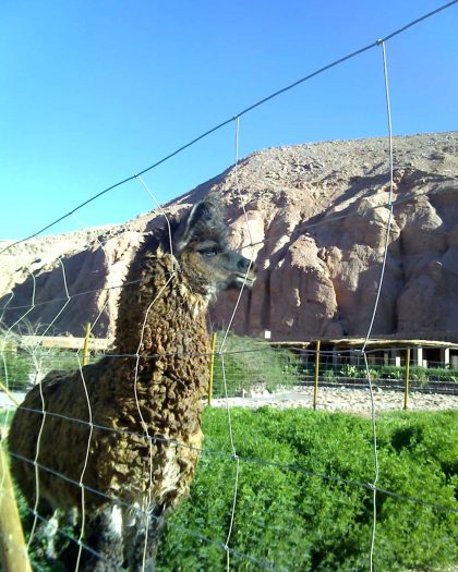 A llama in San Pedro de Atacama