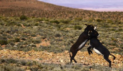 Playing donkeys