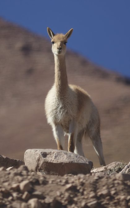 Vicuna