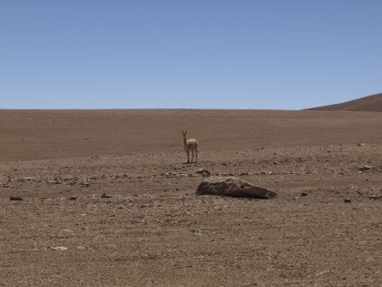 Standing vicuna