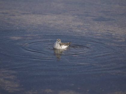 Bathing bird