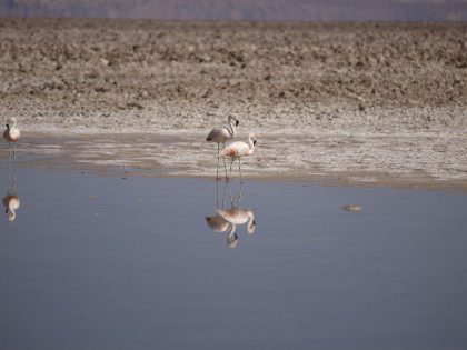 Flamingos