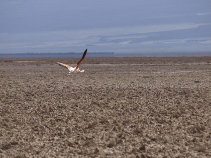 Flying flamingo