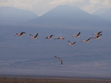 Flock of flamingos