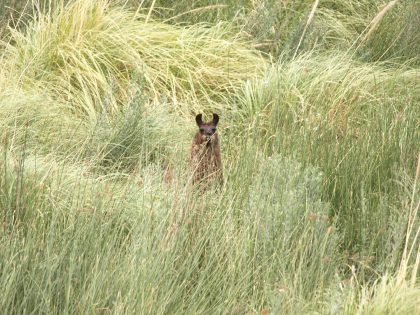 Llama gazing at the photographer