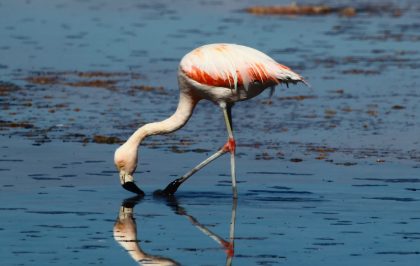 アタカマ塩湖のフラミンゴ