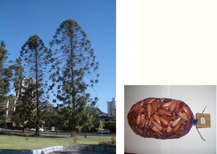 アラウカリア・アラウカーナの木とその実ピニョン